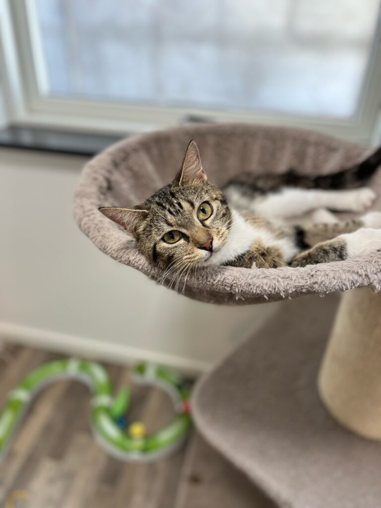 Kat der er på ophold i kattepensionen og som ligger og slapper af