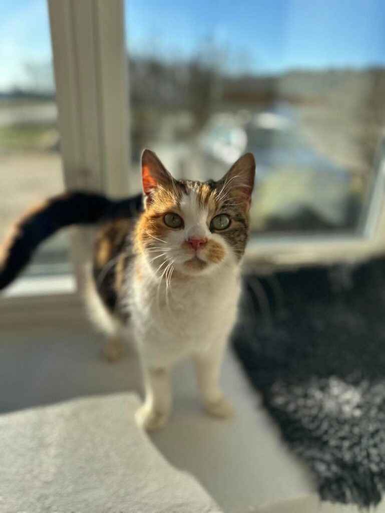 Kat der er op ophold i kattepension og som sidder i vindueskarmen