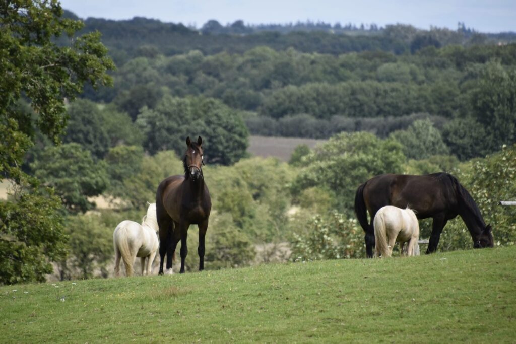 Viser nogle heste der græsser på folden