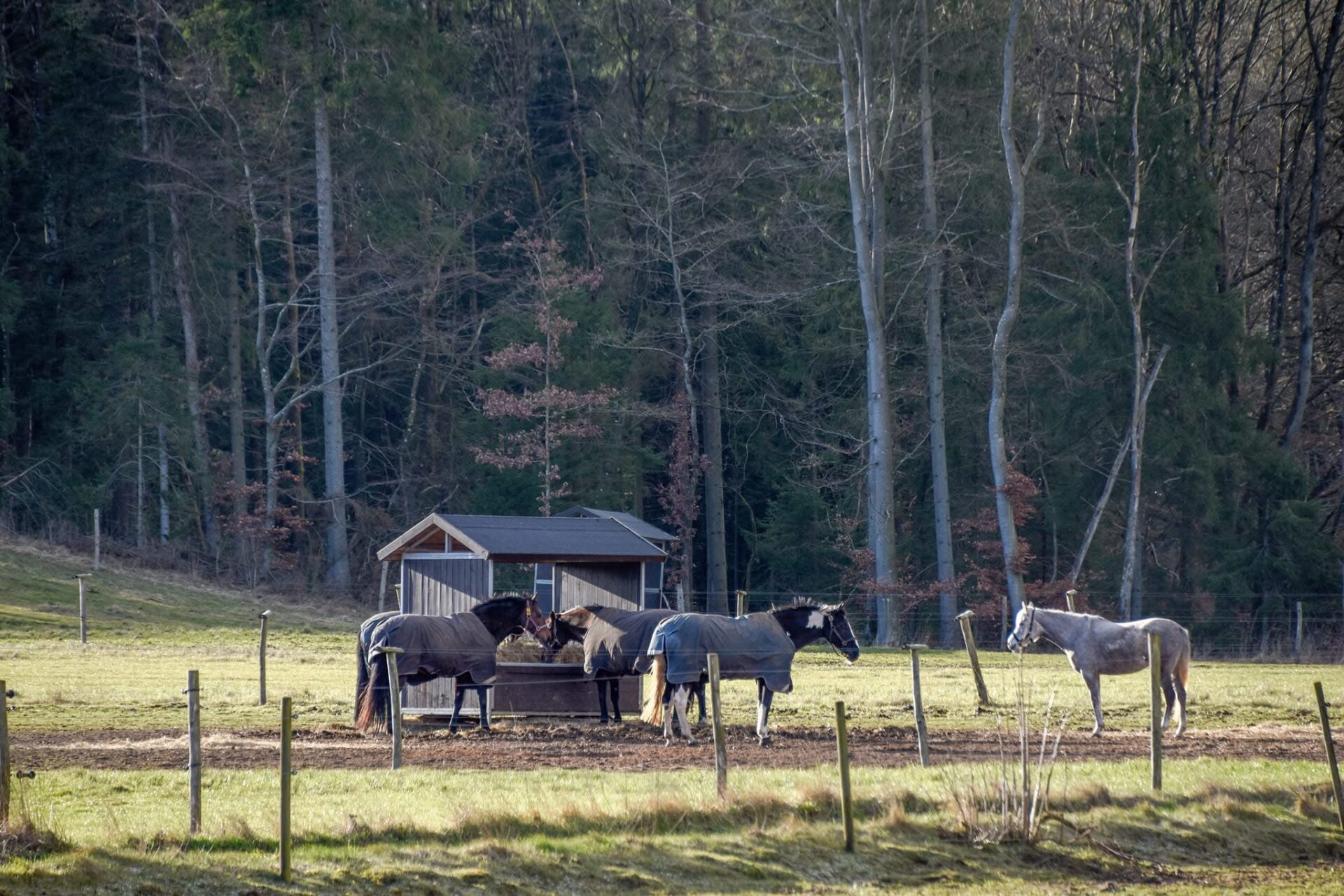 Hestene på en fold omkring en foder station