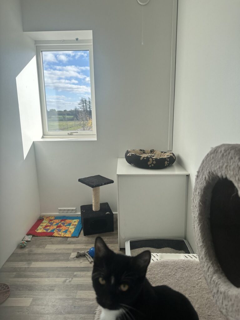 Her ser vi et af kattepensionens bure, med en kat i forgrunden