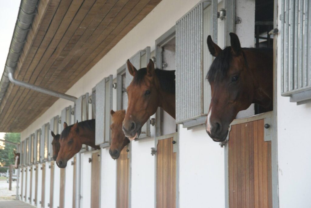 Heste der står i boks og kikker ud af stalddøren